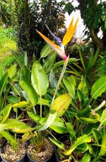 Strelitzia Reginae (Bird of Paradise) - Image 4