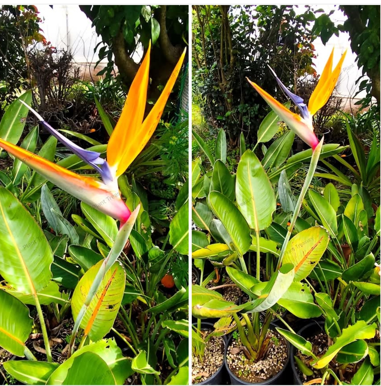 1742747829025 Strelitzia Reginae (Bird of Paradise) - Image 1