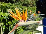Strelitzia Reginae (Bird of Paradise) - Image 2