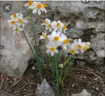 Narcissus Tazetta - Image 2