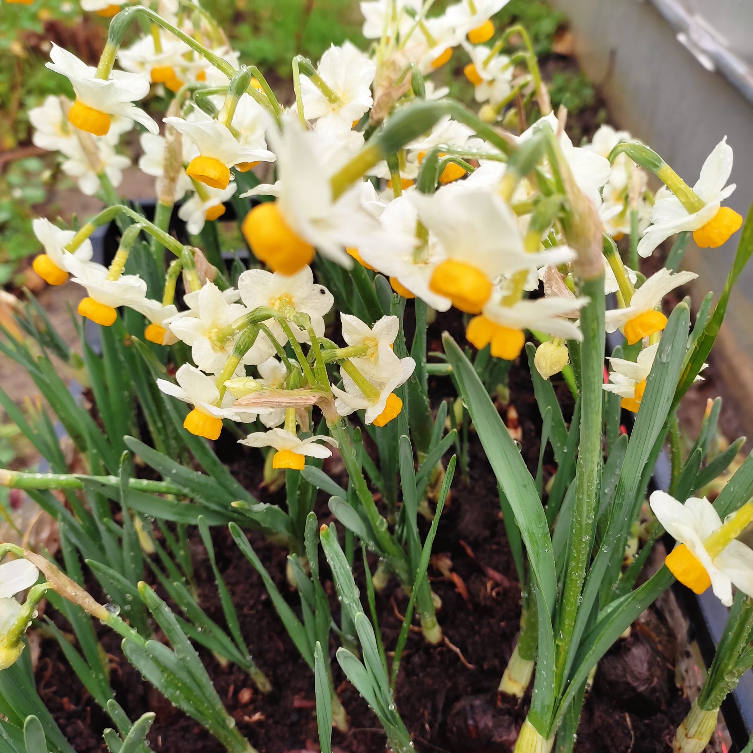 IMG_20220228_090800 Narcissus Tazetta - Image 1