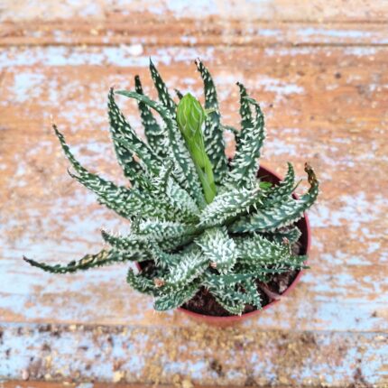 Aloe Humilis × Pratensis