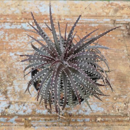 Dyckia Hybrid