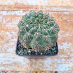 Gymnocalycium Quehlianum - Image 2