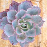 Echeveria