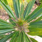 Pachypodium Lamerei - Image 2