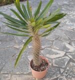 Pachypodium Lamerei