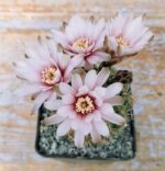 Gymnocalycium Quehlianum