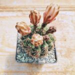Gymnocalycium Quehlianum - Image 3