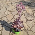Echeveria - Image 4