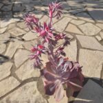 Echeveria - Image 3