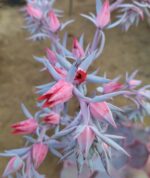 Echeveria - Image 2