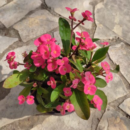 Euphorbia Milii