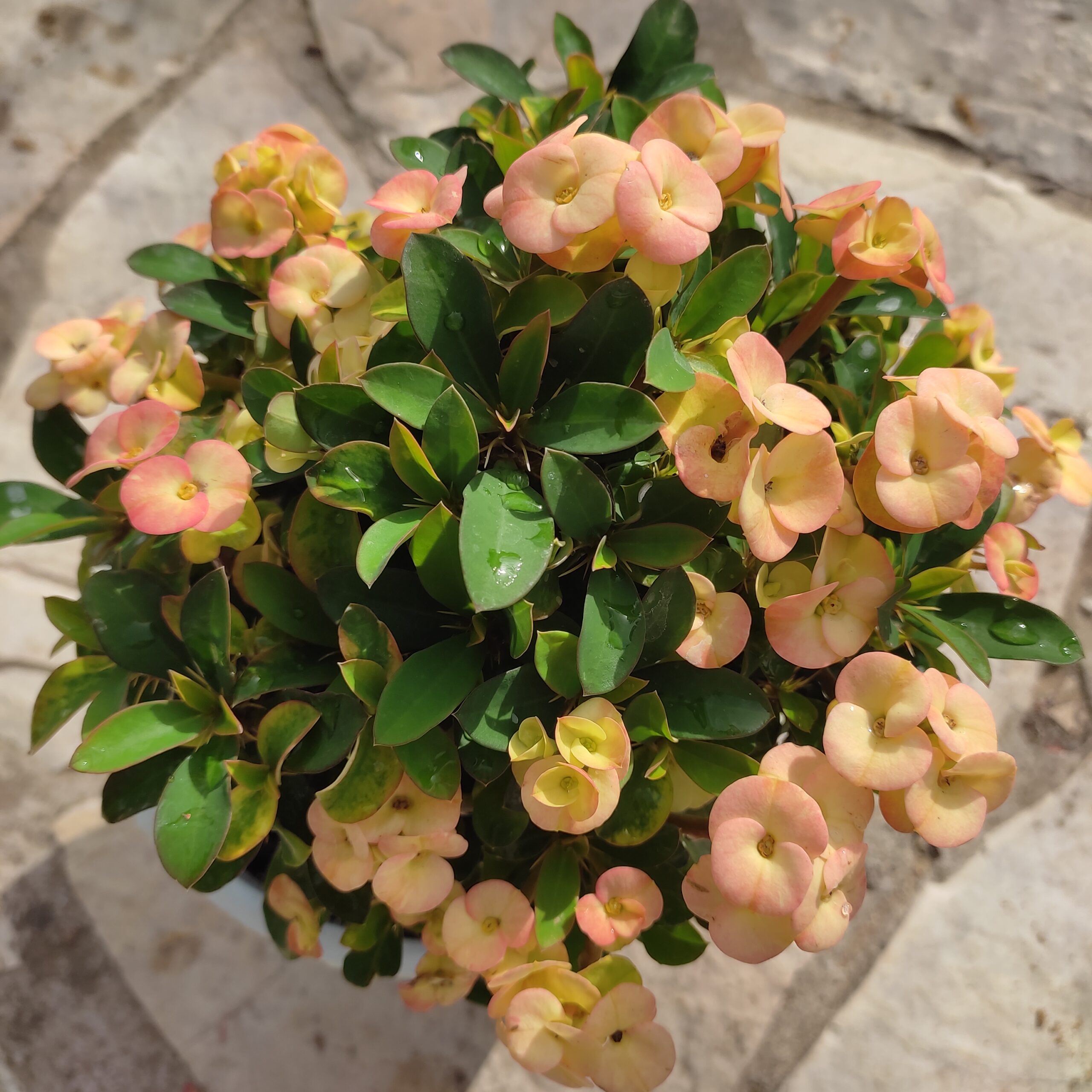 Euphorbia Milii Plant Treasury