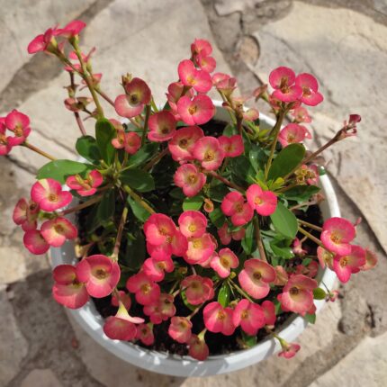 Euphorbia Milii