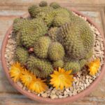 Rebutia Senilis