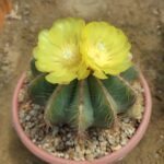 Parodia Magnifica - Image 2