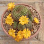 Rebutia Senilis - Image 2