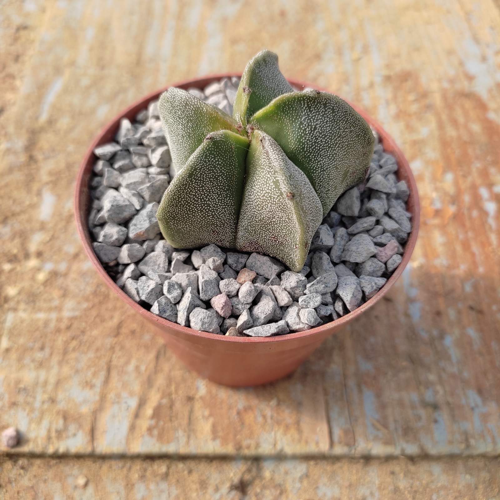 astrophytum Astrophytum Myriostigma - Image 1
