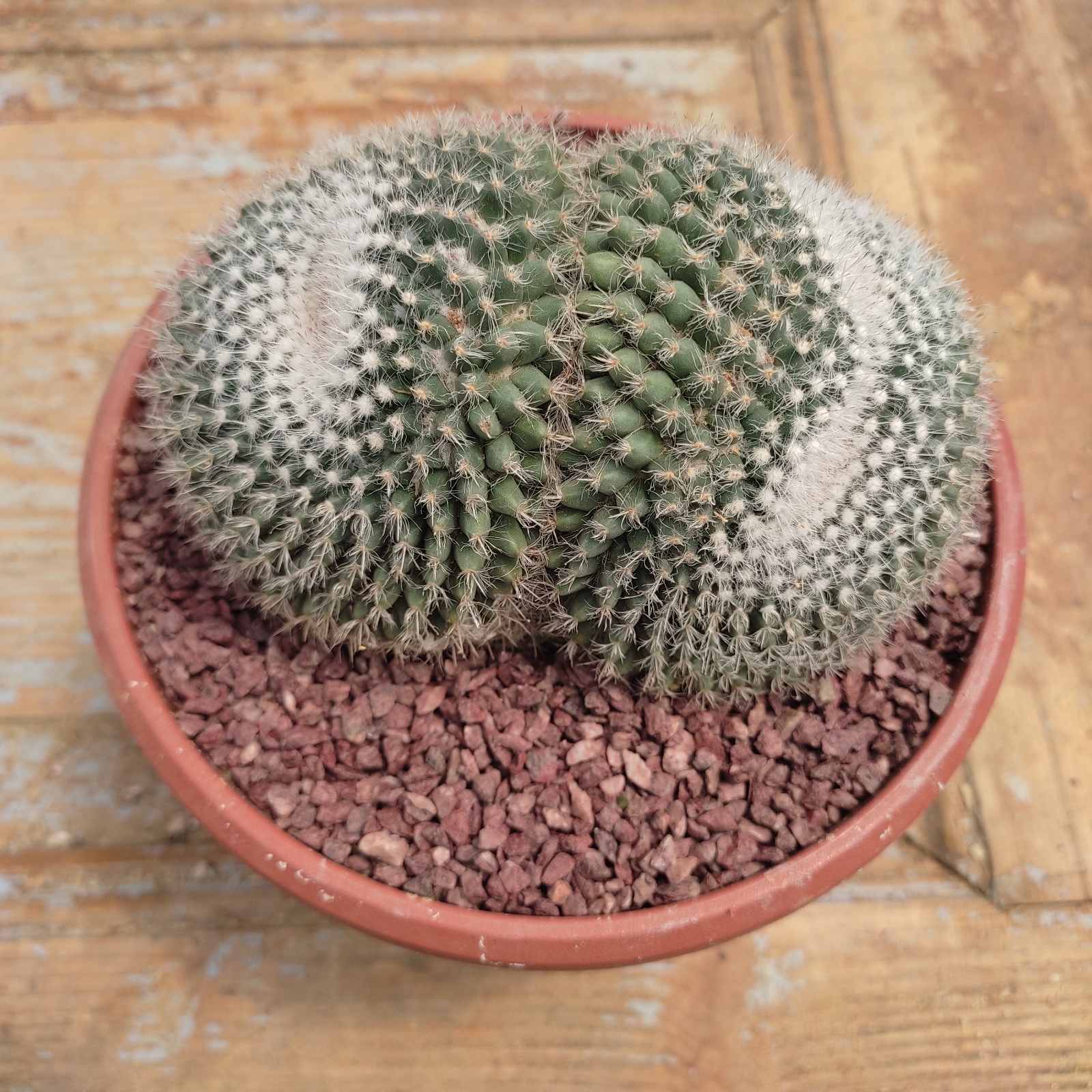 mamilaria hahliana 4 Mammillaria Hahniana - Image 1