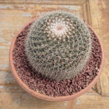 Mammillaria Hahniana