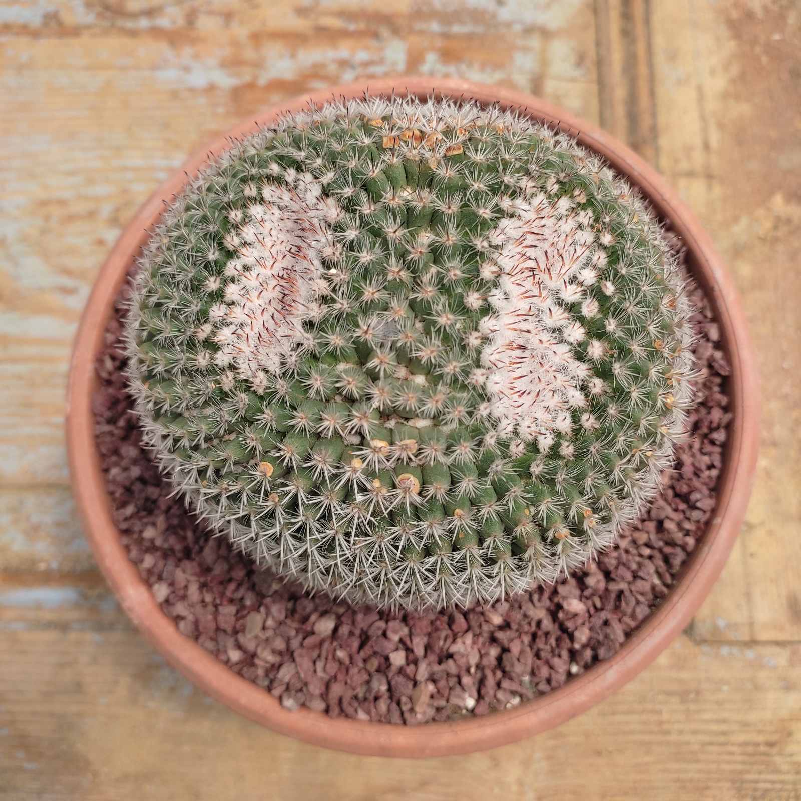 mammillaria hahniana 1 Mammillaria Hahniana - Image 1