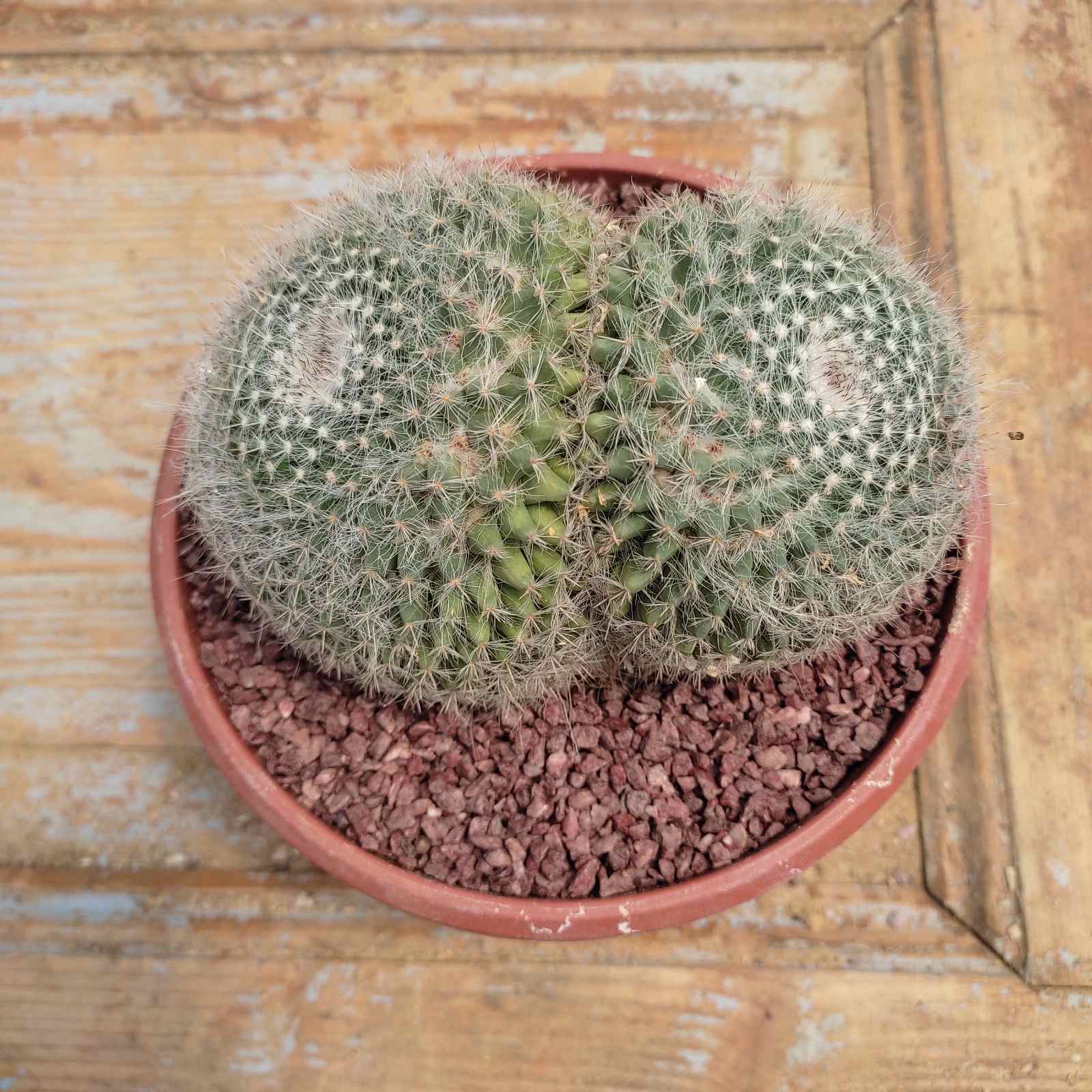 mammillaria hahniana 5 Mammillaria Hahniana - Image 1