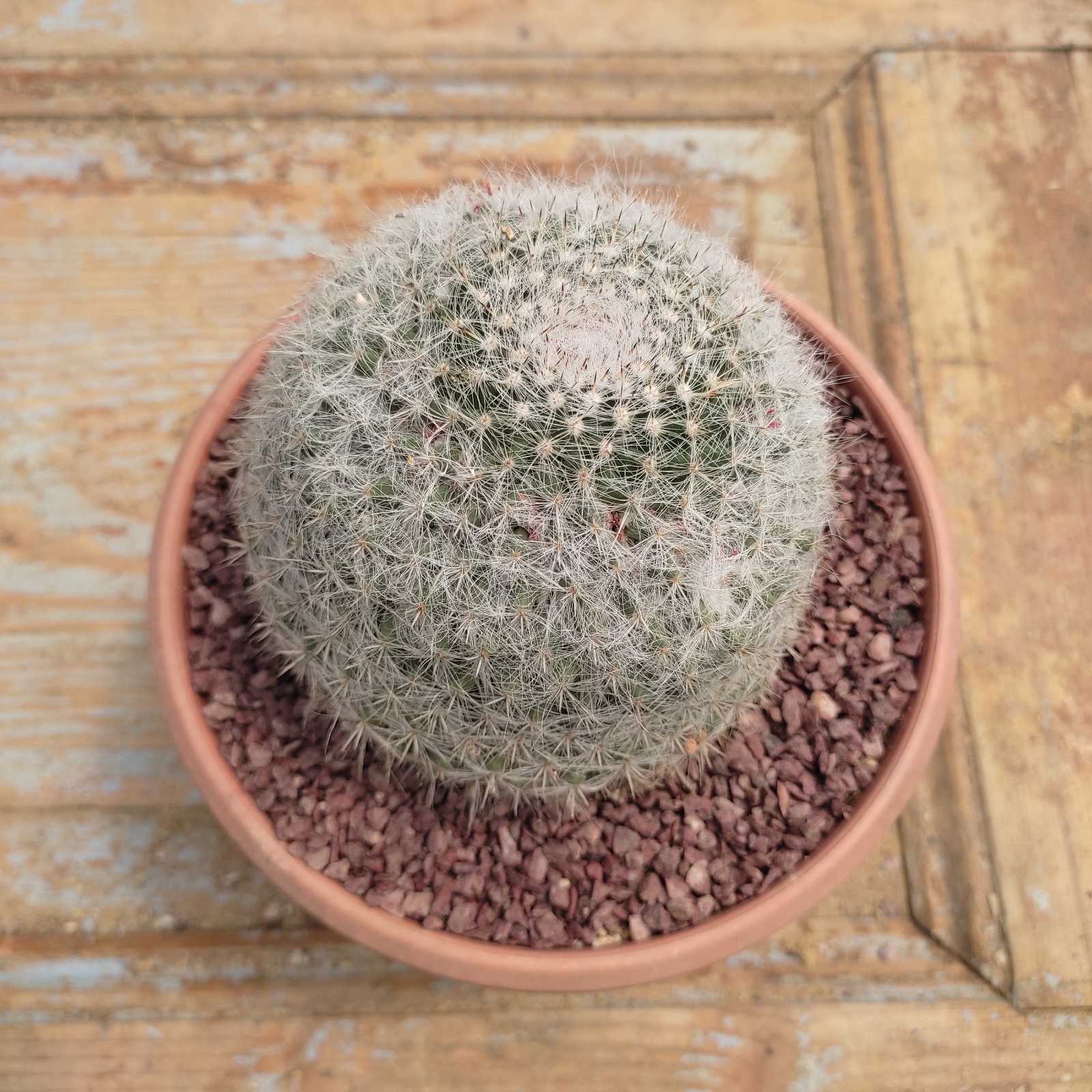 mammillaria hahniana 7 Mammillaria Hahniana - Image 1