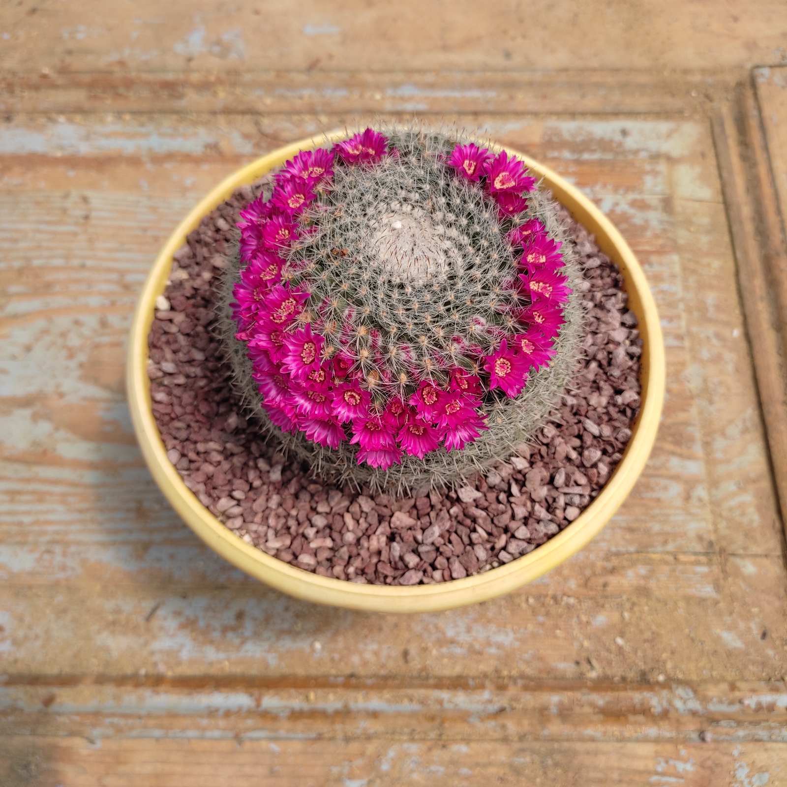 mammillaria hahniana 9 Mammillaria Hahniana - Image 1