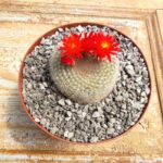 Notocactus Haselbergii