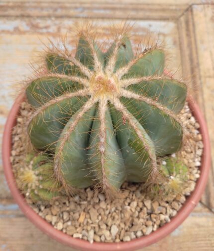Parodia Magnifica
