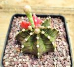 Gymnocalycium - Image 2