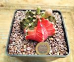 Gymnocalycium - Image 3