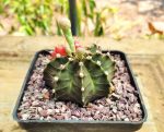 Gymnocalycium - Image 4