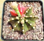 Gymnocalycium