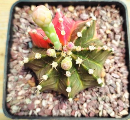 Gymnocalycium