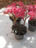 Graptopetalum Bellum - Image 4