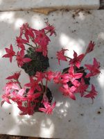 Graptopetalum Bellum - Image 3