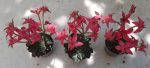 Graptopetalum Bellum - Image 2