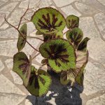 Begonia