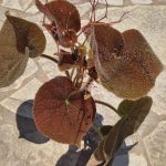 Begonia