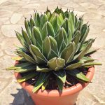 Agave Victoriae Reginae - Image 3