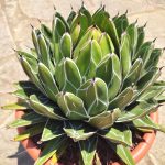 Agave Victoriae Reginae - Image 4