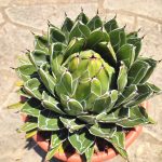 Agave Victoriae Reginae - Image 2