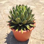 Agave Victoriae Reginae