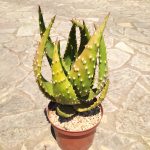 Aloe Aculeata