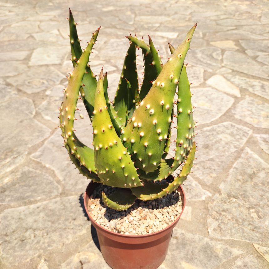 Aloe Humilis × Pratensis Plant Treasury