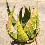 Aloe Aculeata - Image 2