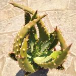 Aloe Aculeata - Image 3