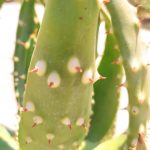 Aloe Aculeata - Image 4